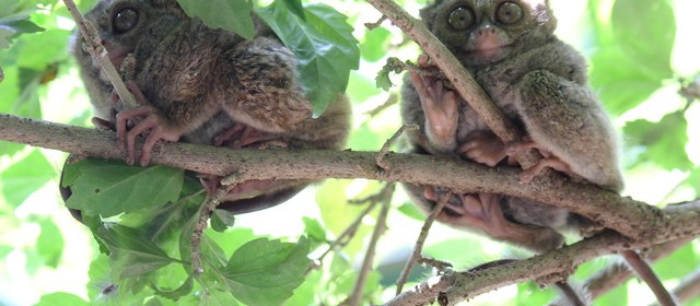 Sepasang Tarsius Monyet Kecil