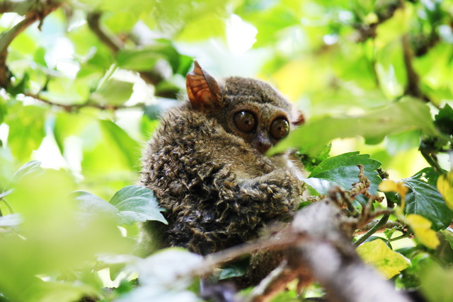 Monyet kecil Tarsius