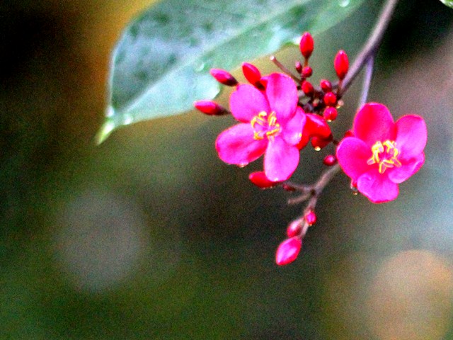 Contoh foto bokeh di tempat remang-remang Contoh foto bokeh di tempat remang-remang