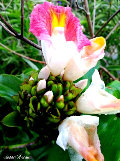 Bunga dari blog Kupoto Dunia