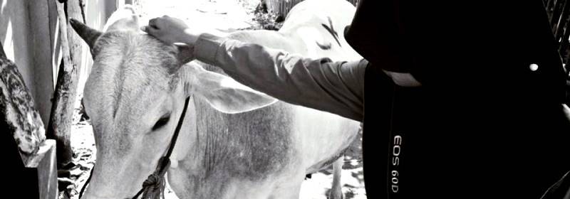 Sapi Qurban untuk 7 orang