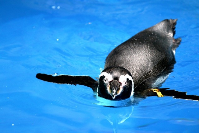 Pinguin Expedition di Taman Safari Indonesia