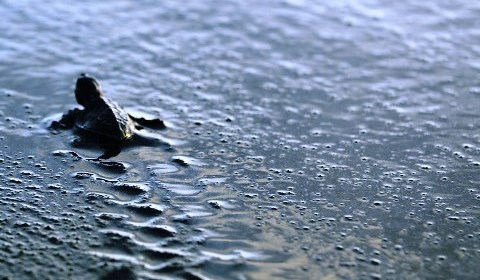 Perjuangan Tukik menuju pantai