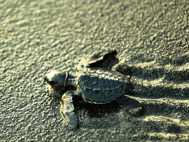 Perjuangan Tukik menuju pantai (hampir terinjak)