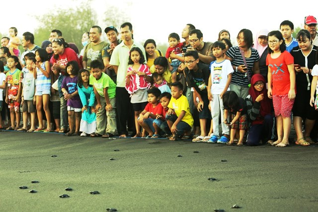 Berbaris rapi menyaksikan Tukik di awal acara